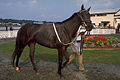 English: Thoroughbred Deutsch: Englisches Vollblut