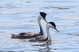 Western Grebe (Aechmophorus occidentalis) (20357238151).jpg