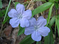 Ruellia caroliniensis