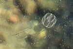 Thumbnail for File:Sea gooseberry in Gullmarsfjorden.jpg