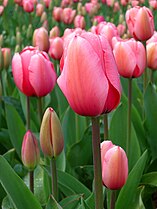 tulip (tulipa)