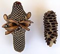 * Nomination Banksia "cones" uploaded by User:Hesperian nom by Gnangarra 01:52, 26 December 2007 (UTC) * Decline Dirty, unsharp 'cones', unfortunate choice of background. Lycaon 09:04, 27 December 2007 (UTC)