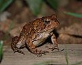 * Nomination American Toad, Bufo americanus in Fairfax, Virginia. --Jarekt 13:26, 10 August 2009 (UTC) * Decline Eyes are out of focus – very narrow depth of field --Ernie 00:56, 11 August 2009 (UTC)