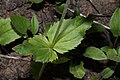 Arnica latifolia