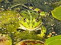 Deutsch: Teichfrosch im Botanischen Garten Bochum. English: Edible frog in the Bochum botanical garden.