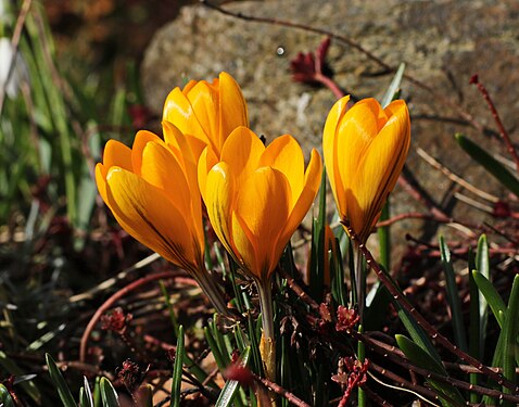 Gelbe Krokusse in Drebach. Erzgebirgskreis, Sachsen.