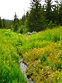 Appreciate the little things. This is one of my favorite spots in the local area. There's better views and bigger streams, but I find this very pleasant.