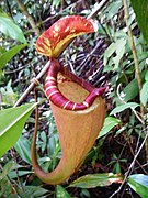 Nepenthes sumatrana