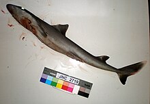 Squalus melanurus JNC2719 Body.JPG