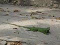 Iguana.