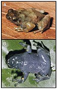 November 15: Anodonthyla theoi, dorsolateral and ventral views