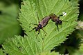 Deutsch: Haarmücke (cf. Bibio pomonae) English: March fly