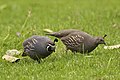 * Nomination: California Quails (Callipepla californica) --LC-de 11:30, 22 January 2012 (UTC) * * Review needed