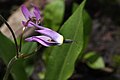 Dodecatheon jeffreyi