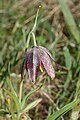 Fritillaria affinis