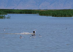 Grebe Dance (15661528697).jpg