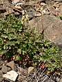 Heuchera cylindrica