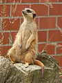 Deutsch: Erdmännchen (Suricata suricatta) im Tierpark Bochum. English: Meerkat (Suricata suricatta) in the Tierpark Bochum, Germany.   This file was uploaded with Commonist.