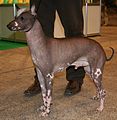 Peruvian hairless dog in medium - size