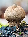 29 Dünnschaliger Kartoffelbovist-Scleroderma verrucosum-20191227-RM-154442 uploaded by Ermell, nominated by Ermell