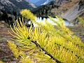 Larix lyallii