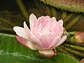 Blossom of Victoria cruziana (Waterlily) from the Botanical Garden in Brno, Czech Republic