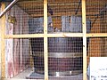 The World's Largest Cedar Bucket, 1887