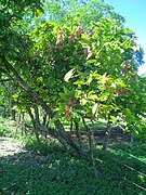 Arbol de Cacao Forastero Onia.jpg