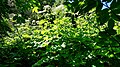 I'm not sure this really conveys how massive this plant is. I estimated it at 9 feet (2.7 m). Cow parsnip, AKA pushki is an annual, it only grows for one season.