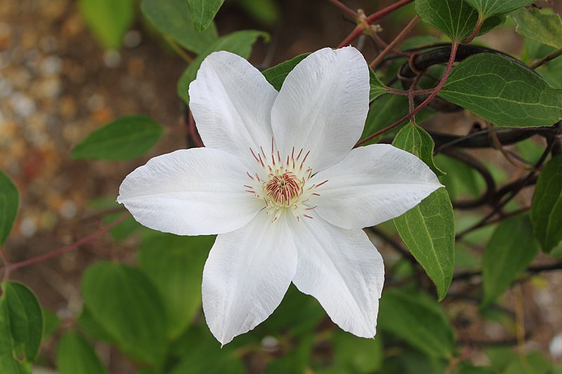 File:Clematis 'Henryi' in NH.JPG