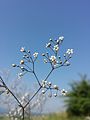 Inflorescence, near Tresdorf, Lower Austria