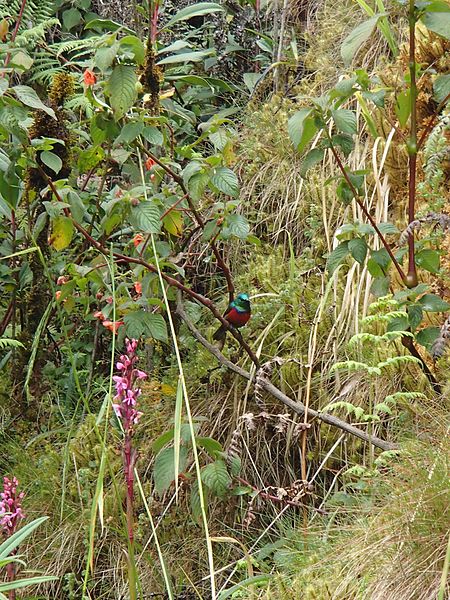 File:Ruwenzori Double-collared Sunbird.JPG