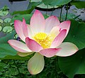 Nelumbo nucifera (Floral emblem)