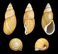 * Nomination Shell of a Grandidier’s Fighting Snail, Clavator grandidieri --Llez 06:26, 16 December 2012 (UTC) * Promotion QI for me. --JLPC 19:36, 16 December 2012 (UTC)