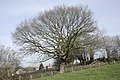 Pedunculate oak in winter.