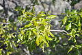 Foliage Portugal - Miranda do Douro