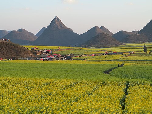 rapeseed fields in Yunnan1