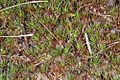 Deutsch: Frauenhaarmoos (Polytrichum piliferum) English: Bristly haircap