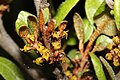 Shepherdia canadensis