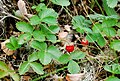 * Nomination Wild Strawberry--Ankara 08:33, 21 August 2009 (UTC) * Decline I'm sorry, but not sharp enough. Also grass at foreground (green line) --George Chernilevsky 09:06, 21 August 2009 (UTC)