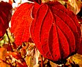 leaves in autumn