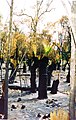 Australian bush after fire, Western Australia, 1996