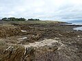 Falaise et estran rocheux de Trénez, juste en face de l'Île Percée.