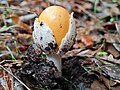 * Nomination: Hatching Amanita caesarea mushroom in Tabarka forest in Tunisia. --IssamBarhoumi 15:53, 14 November 2024 (UTC) * Review Good quality. --Poco a poco 20:00, 14 November 2024 (UTC)