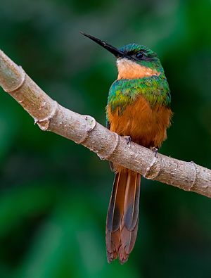 Rufous-tailed jacamar (Galbula ruficauda rufoviridis) at Parque das Nações Indígenas (Indigenous Nations Park), Campo Grande, Mato Grosso do Sul, Brazil.