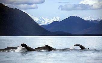 Humpback whales