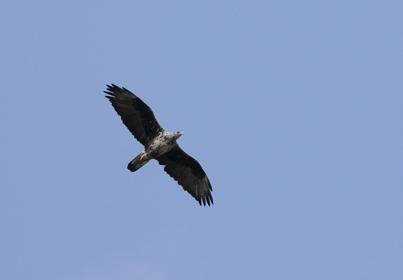 File:Habichtsadler ad Prov Cadiz 20140929.png