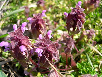 Lamium purpureum