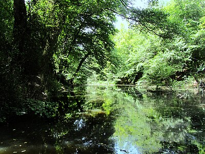 This beautiful and relaxing view was taken at Belgrad Forest near Istanbul city in Turkey.