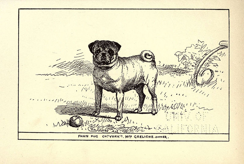 File:Pug BDL.jpg